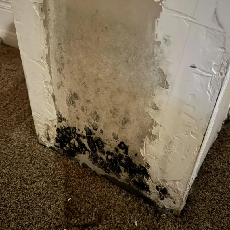 Professional Mold Removal in Tioga, ND